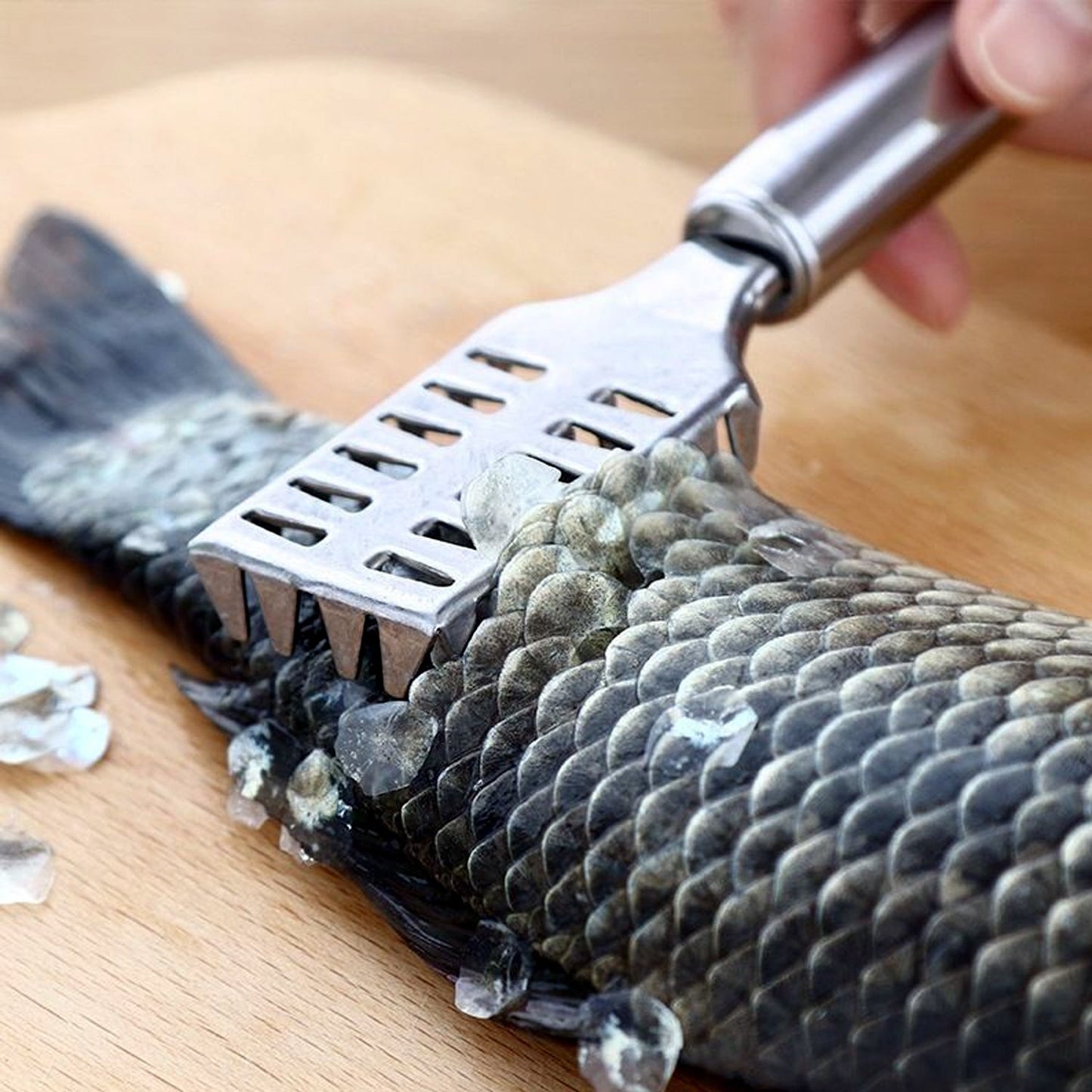 Stainless Steel Fish Scale Remover Scraper – Sawtooth Kitchen Tool signaturekarts