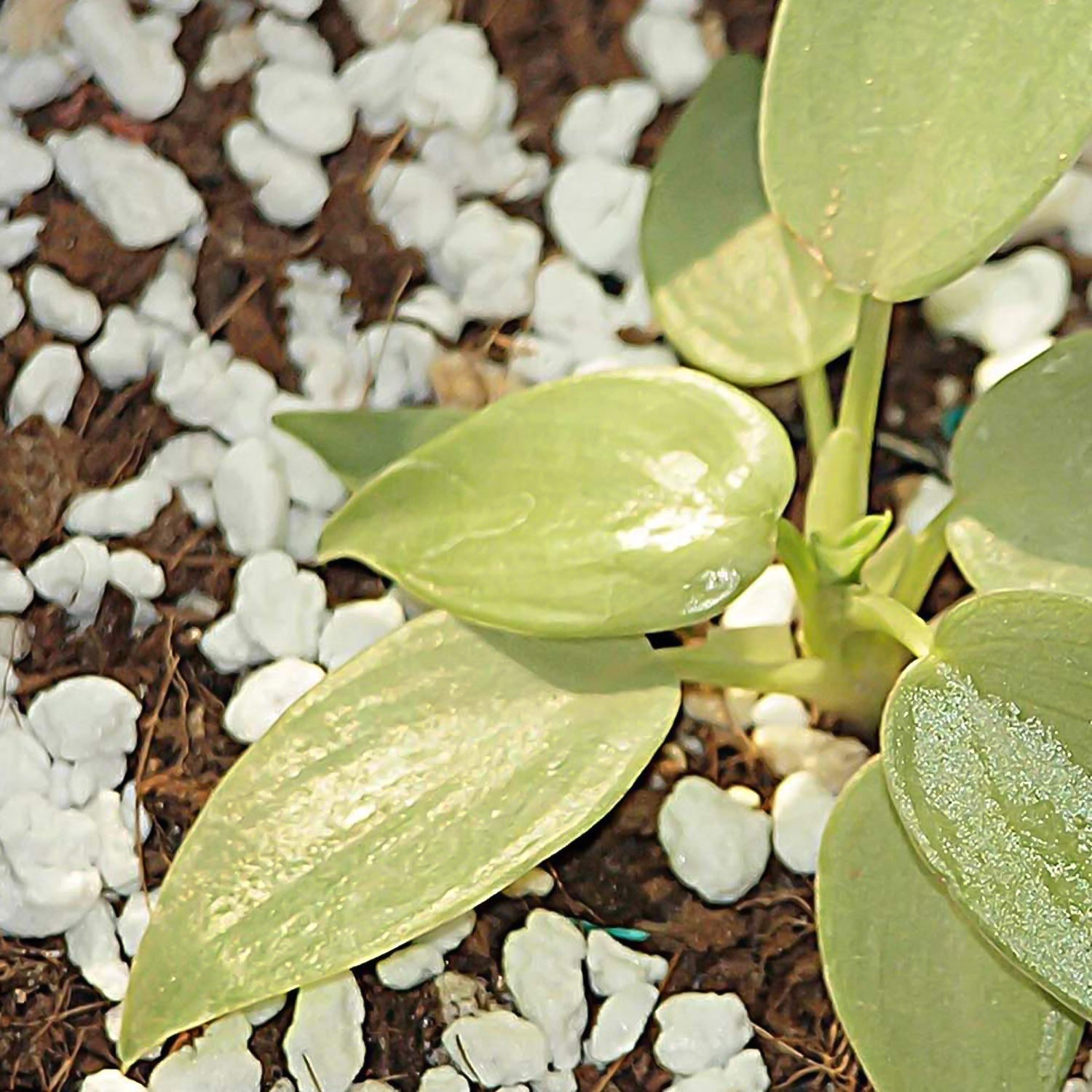 Paradise Perlite for Hydroponics & Horticulture Soil Conditioner (250 GM) Signaturekarts