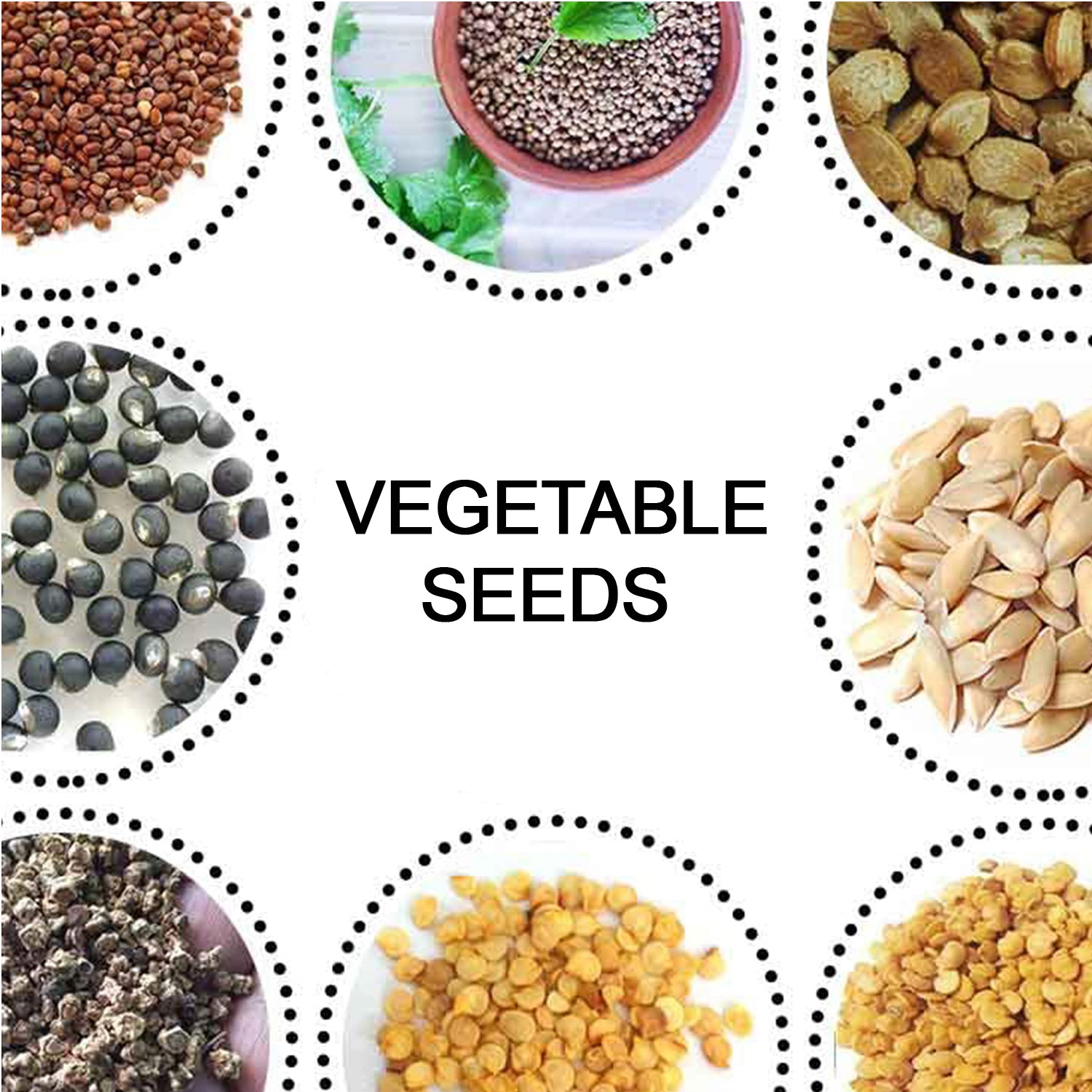 15 Varieties of Vegetable Seeds Combo (1 Pkt. / 15 Varieties) Signature kart