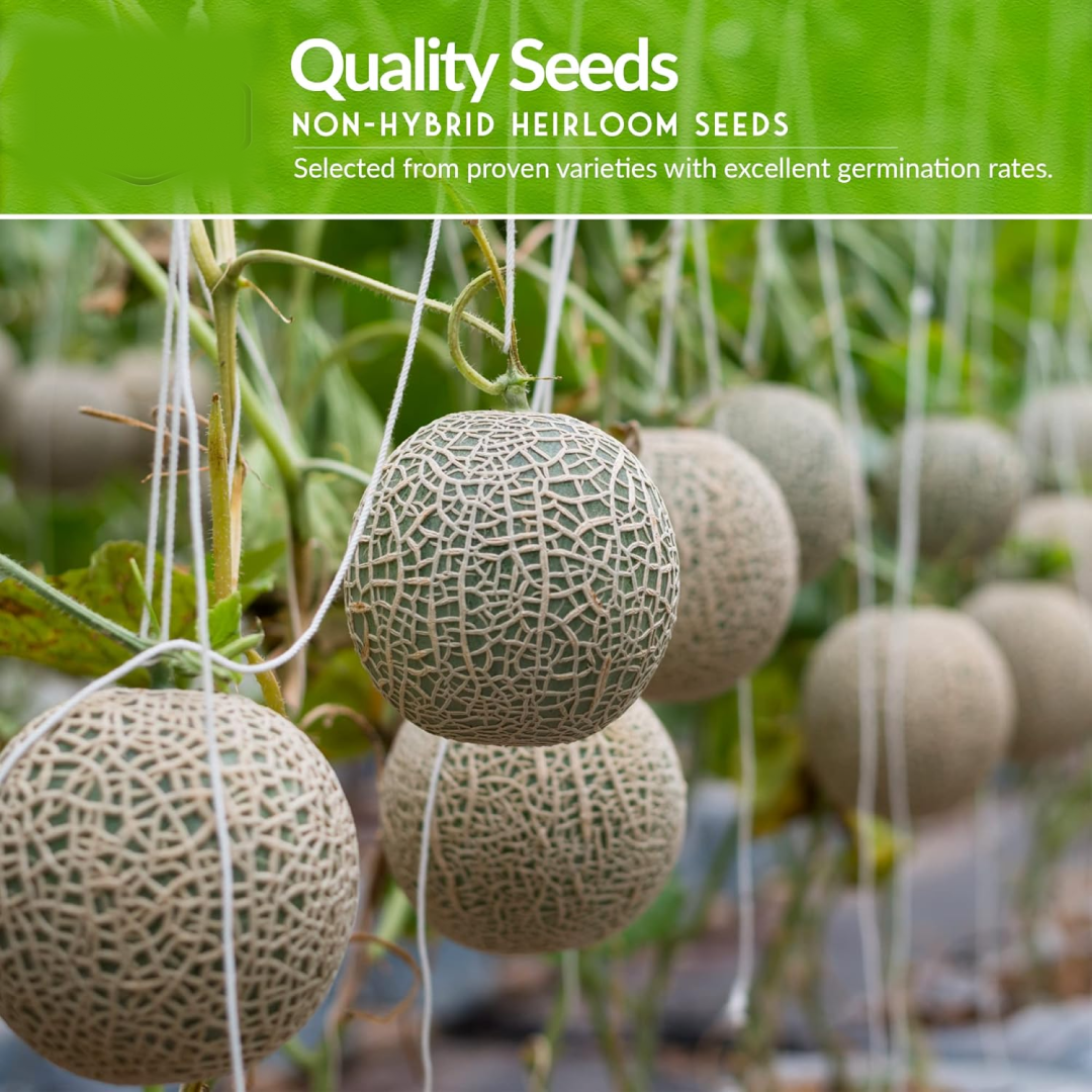 Fruit Seeds Combo Pack - (10 Pc / Set) signaturekarts