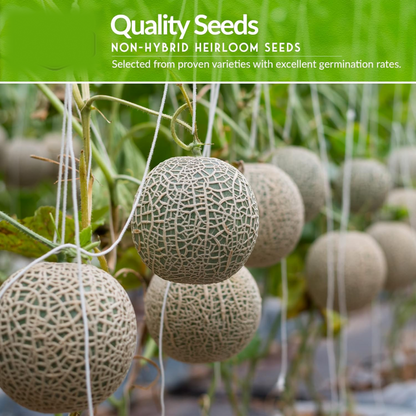 Fruit Seeds Combo Pack - (10 Pc / Set) signaturekarts