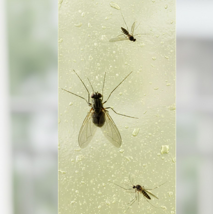 Fly, Mosquito & Insect Catcher Adhesive Sticky Glue Strips Your Brand