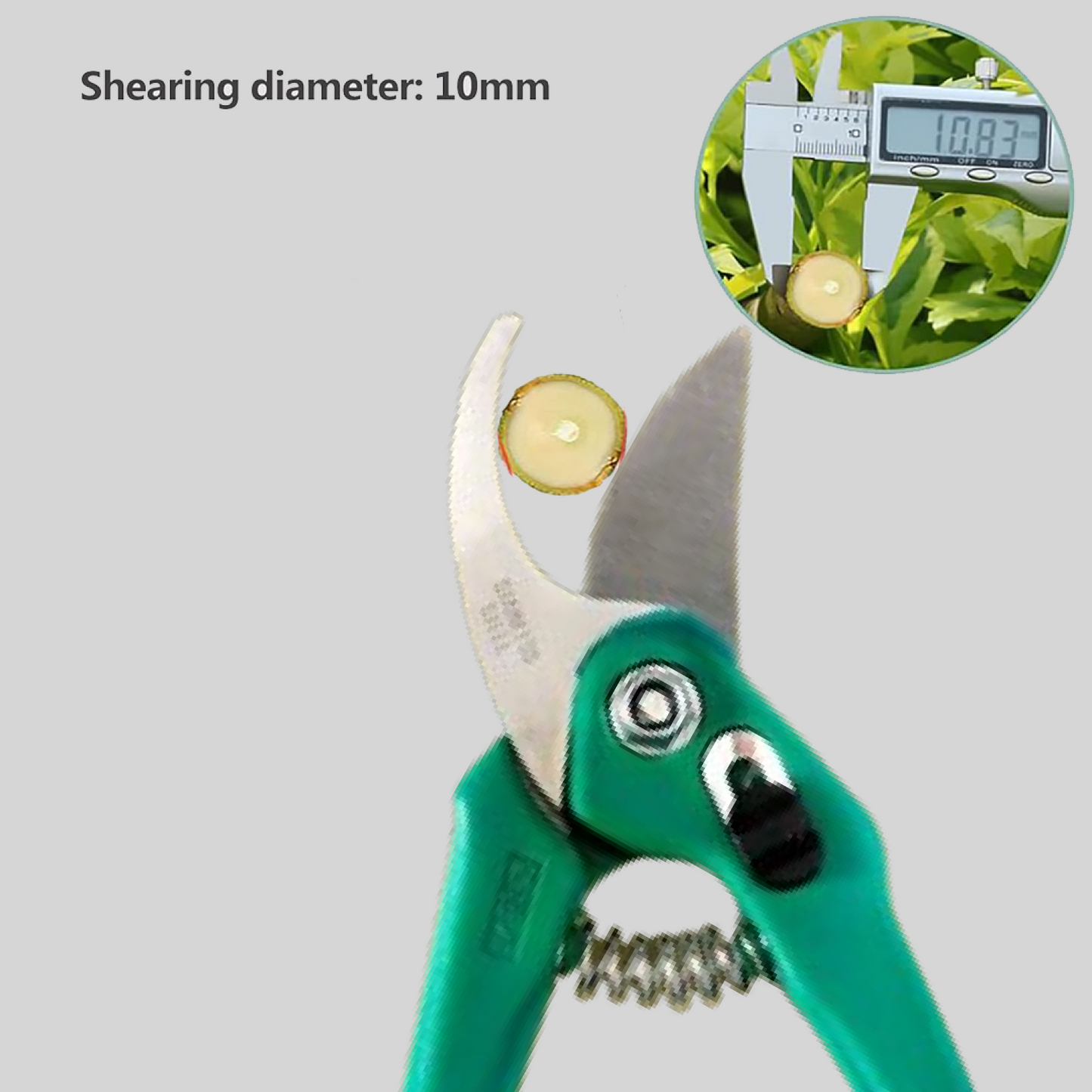Stainless Steel Garden Scissors, flower cutter signaturekarts