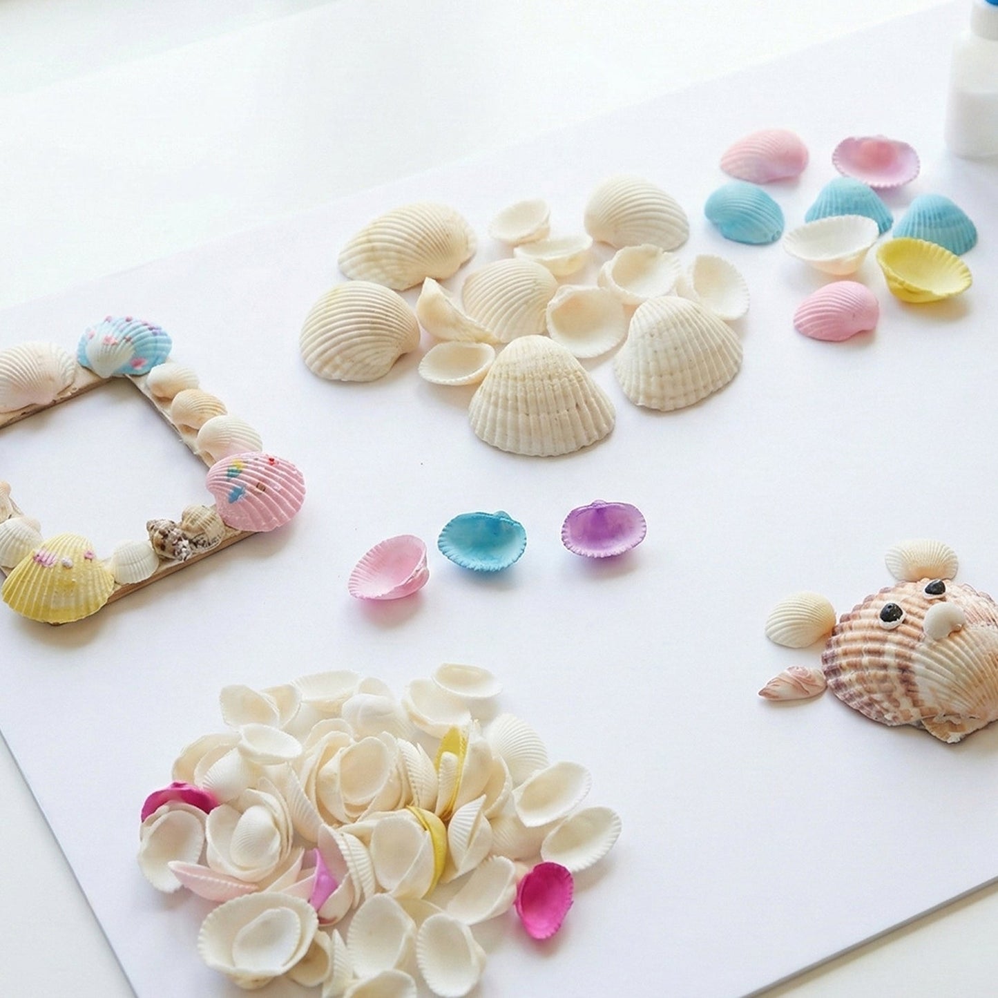 Decorative Seashells Set  (1 Set) The Morsignaturekarts
