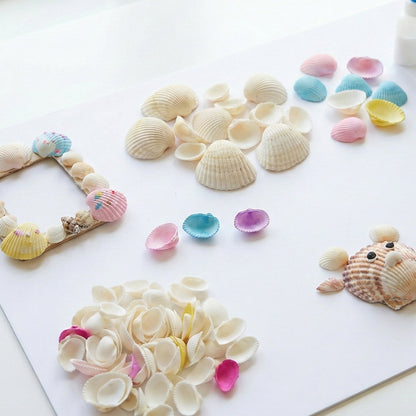 Decorative Seashells Set  (1 Set) The Morsignaturekarts